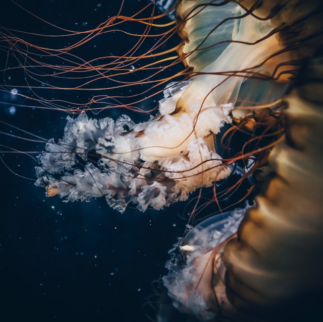 Jellyfish